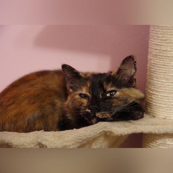 Meet your Posher, Claudia - Picture 4 of 7